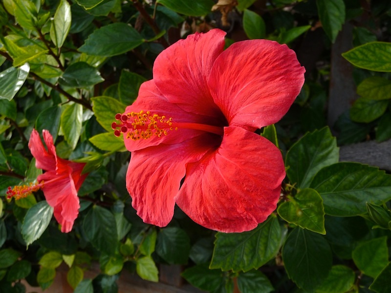 Hibiskus