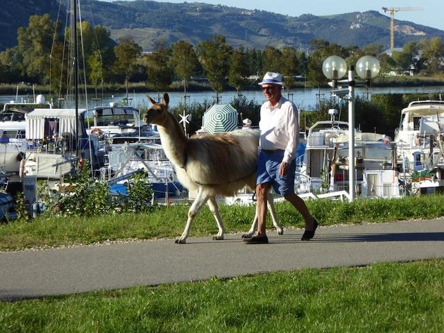 "Gassigehen"  _P1000594