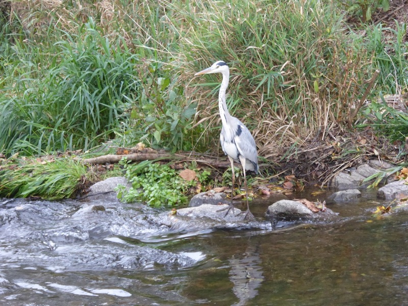 Ich bin schön, oder?  _P1000653