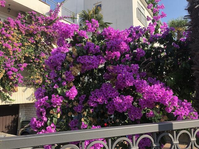 Blütenpracht - IMG_3592