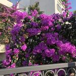 Blütenpracht - IMG_3592