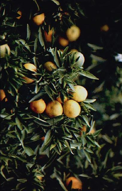 "Die süßesten Früchte fre... " _21298