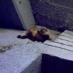 Murmeltier im Seilbahnschacht  _48198