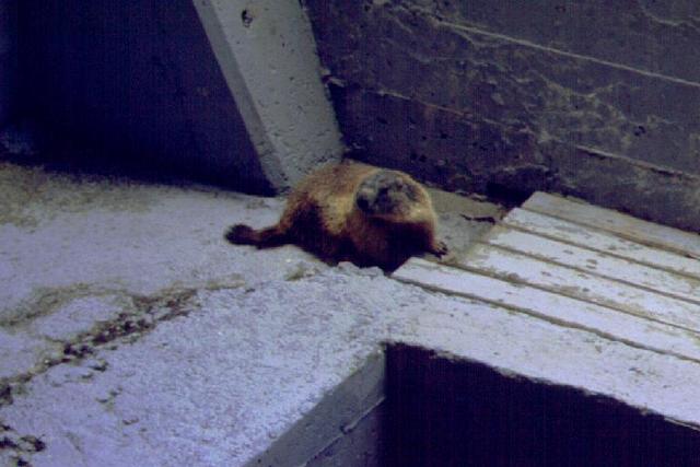 Murmeltier im Seilbahnschacht  _48198