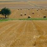 Es "herbstelt" _1145