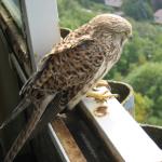 ...er war fix und fertisch!  _1160