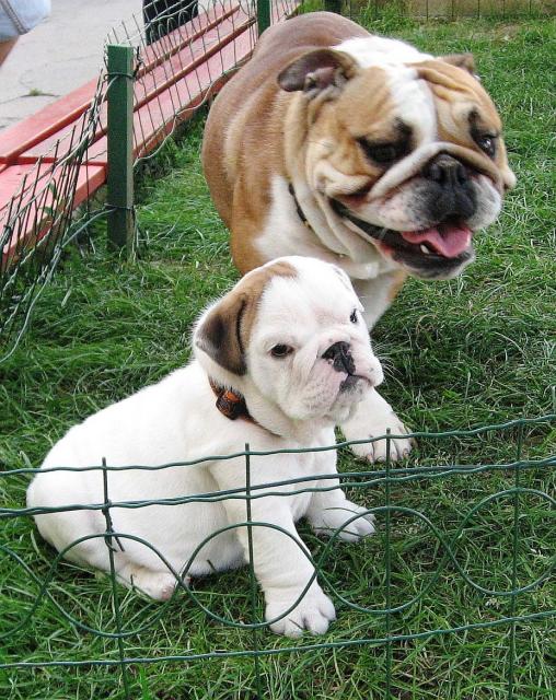 Ich weiß, ich bin schön... - Losinj 269