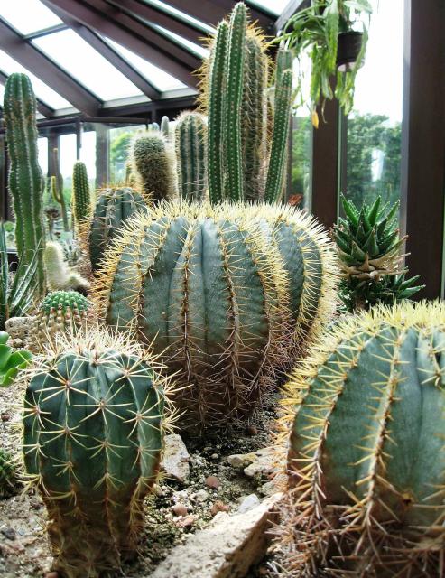 stachelige Angelegenheit _1357