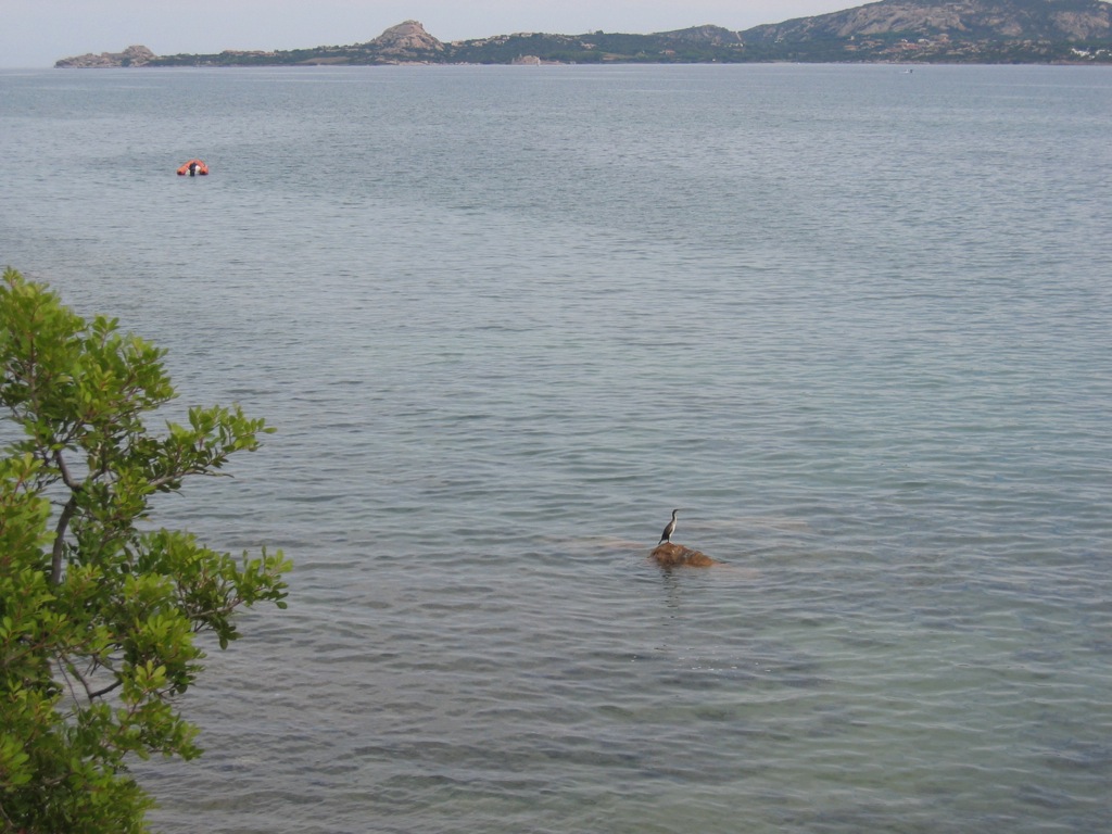 Kormoran-Insel  _102_0297