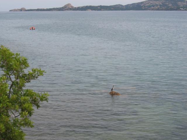 Kormoran-Insel  _102_0297