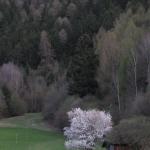 "Weiße" Pracht  _11