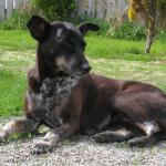 zufriedene Shiva _65