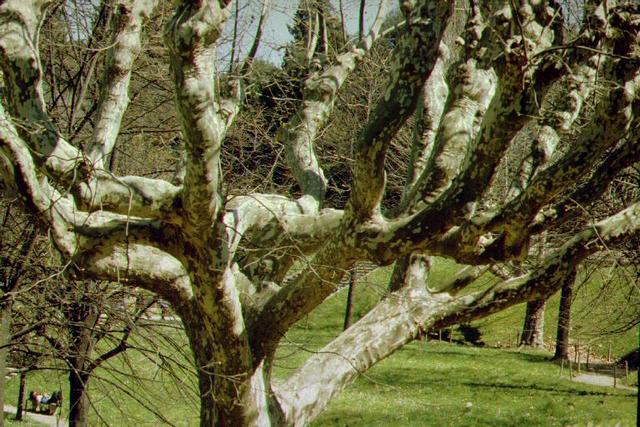 ...knorrige Ordnung  _03296