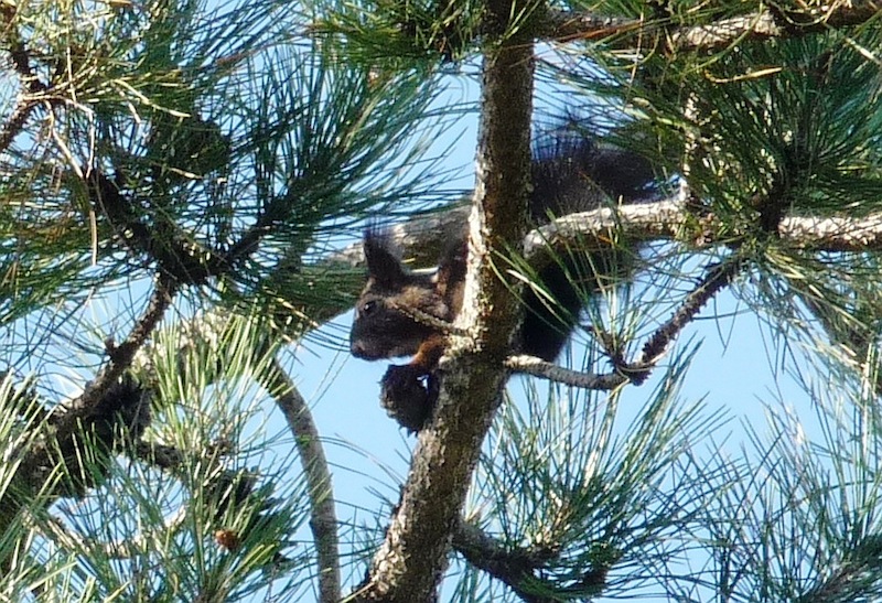 ...tierischer Besucher